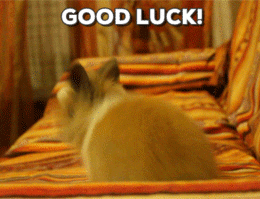 Video gif. A bunny does a fast 360-degree hop, looking excited. Text, "good luck!"