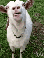 Tongue Goat GIF