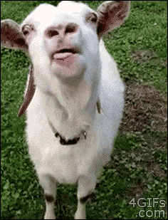 goat meme gif