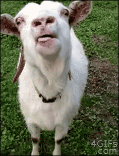 screaming goat gif