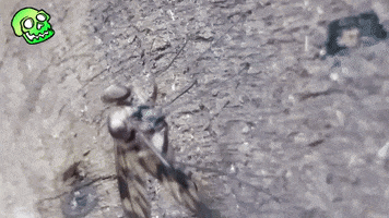 Mosquito Gppark GIF by Greenplace TV