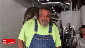 Get Off My Back Raccoon GIF by Inside Edition