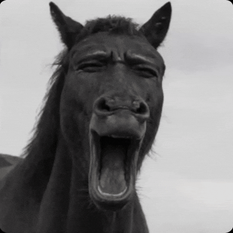 Black Horse GIF