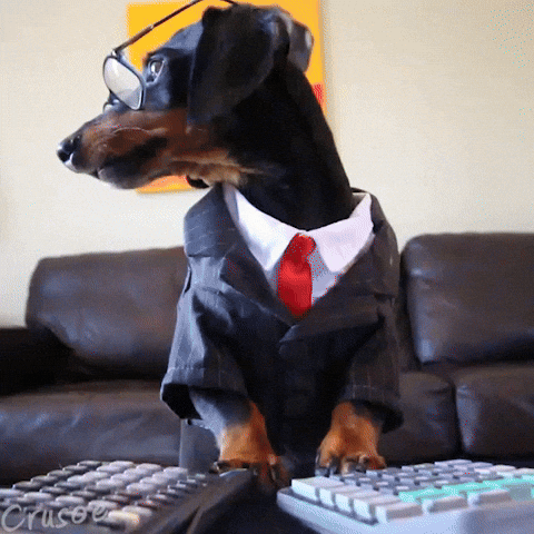 Crusoegifs dogs taxes tax season crusoe dachshund GIF