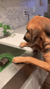 Petting Dogs Gifs Get The Best Gif On Giphy
