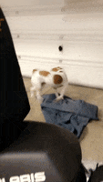 Zoomies Spinning GIF by Impact Dog Crates