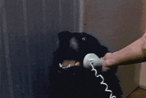 Meme gif. Person holds a telephone up to a dog's ear and the dog barks; text pops up in coordination with his barking: "Hello, Yes, this is dog."