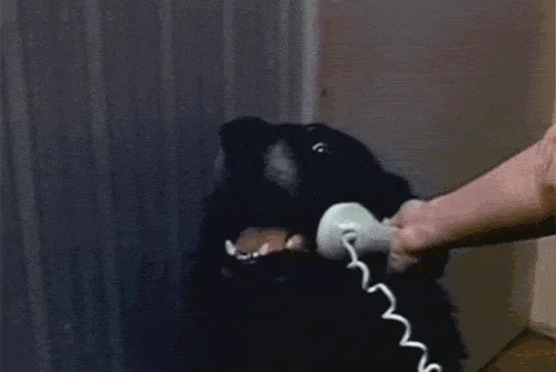 Dog Hello GIF by The BarkPost