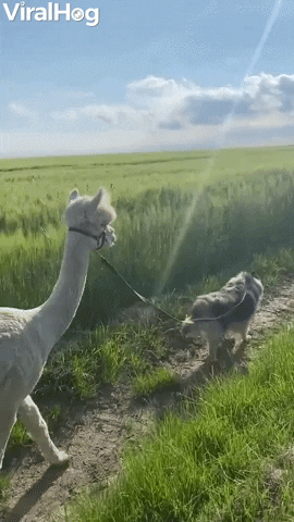 Farm Dog And Alpaca Are Two Peas In A Pod GIF by ViralHog