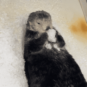 Smash Sea Otter GIF by Aquarium of the Pacific