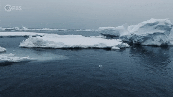 Marine Life Ice GIF by PBS Digital Studios