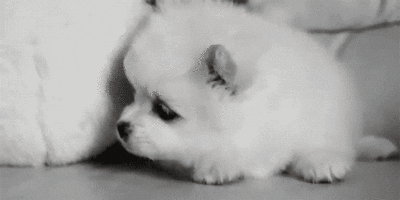 black and white cute dog GIF
