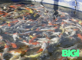 Fish Swimming GIF by BIGI_TV