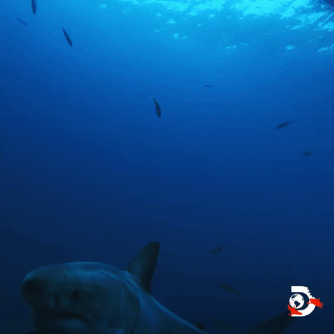 Ocean Hello GIF by Shark Week