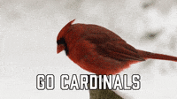 cardinals pepper grinder gif