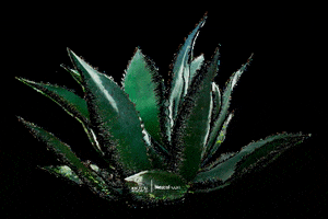 Mezcalcom GIF