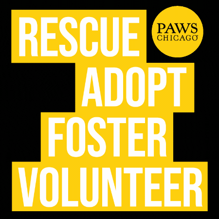 GIF by PAWS Chicago