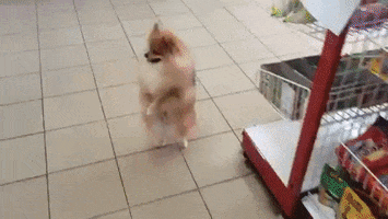 sami hamzaoui GIF