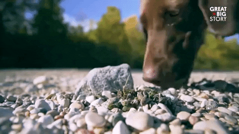 Brave Dog GIFs - Get the best GIF on GIPHY