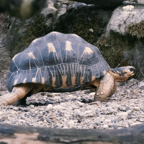 Tortoise Easy Going GIF by Tierpark Berlin