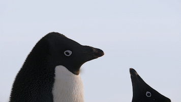 disney penguins GIF by Disneynature