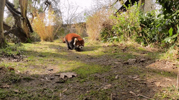 Red Panda Hello GIF by Woodland Park Zoo