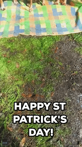 St Patricks Day Dogs GIF by Storyful