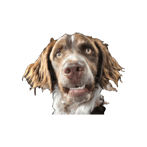 Sticker by Proud Dogs by Fritz