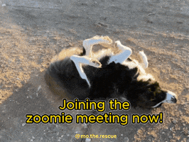 Dog GIF