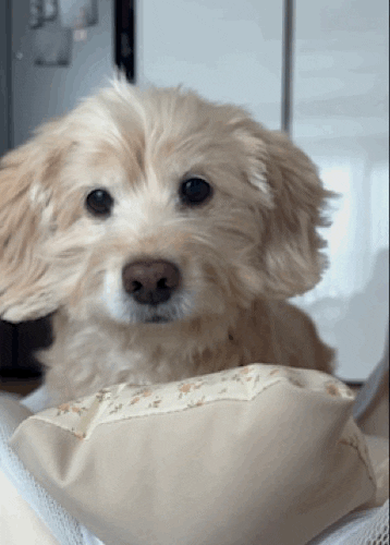 Cute GIF