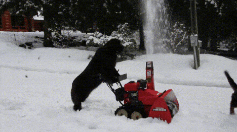 Dog Snow Blowing Gifs Get The Best Gif On Giphy