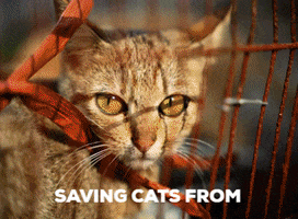 Animal Rescue Cats GIF by FOUR PAWS Australia