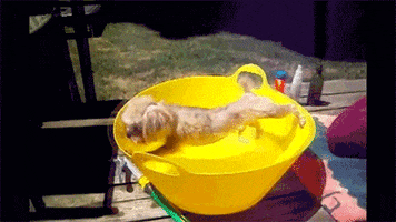 Dog Deal With It GIF