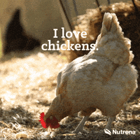 Chickens GIF by Nutrena Feed Chickens GIF by Nutrena Feed