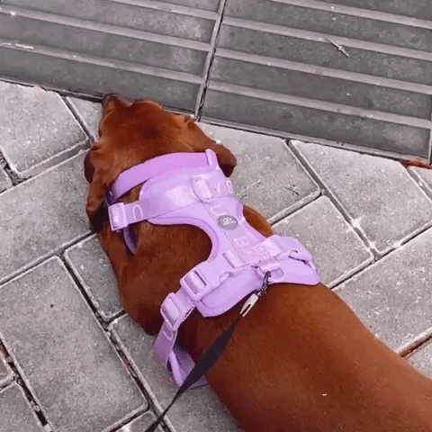 GIF by Urbana Pet