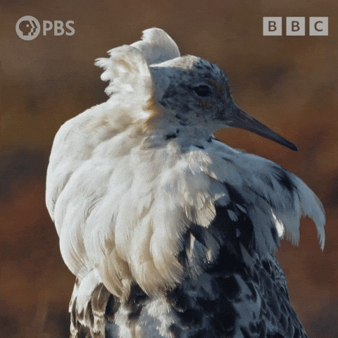 Bird Wildlife GIF by PBS
