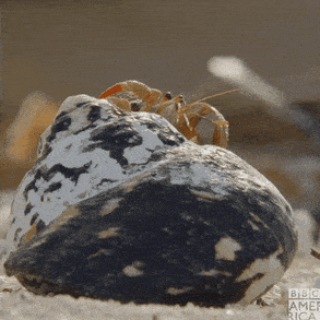 Bbc Earth Crab GIF by BBC America