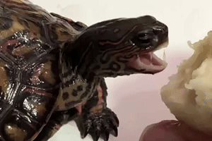 Hungry Nom Nom GIF by Miss Lizz