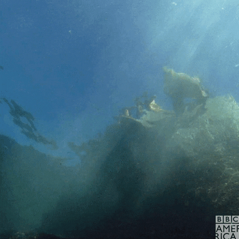 Sea Lion Splash GIF by BBC America