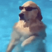 Pool Party Dog GIFs - Get the best GIF on GIPHY