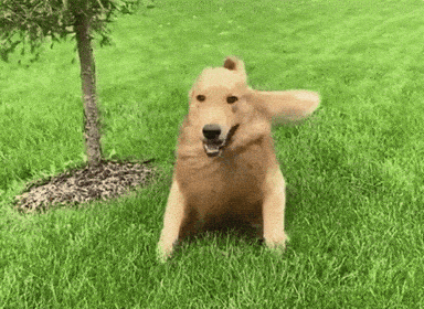 Derpy Dog GIFs - Get the best GIF on GIPHY