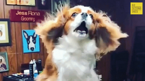 Dog Stylist GIFs - Get the best GIF on GIPHY