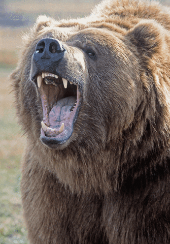 Growling Bear GIFs - Find & Share on GIPHY