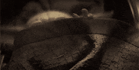 yoda baby yoda themandalorian GIF