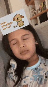 A Guide to Dog Breeds – Finding Your Perfect Match 🐕🦺🐩🦮