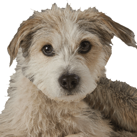 Dog Pup Sticker by Roundhouse