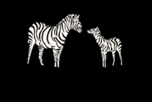 Zebra Rare Disease GIF by v-ATPase Alliance