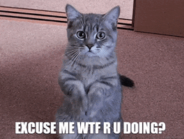 Video gif. Cat is doing prayer hands and text reads, "Excuse me, wtf are you doing?"