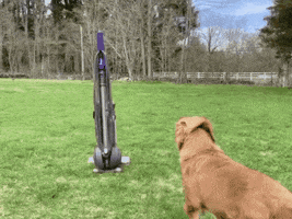 Agility Dog GIF