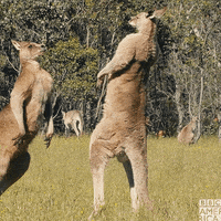 Life Story Fight GIF by BBC America